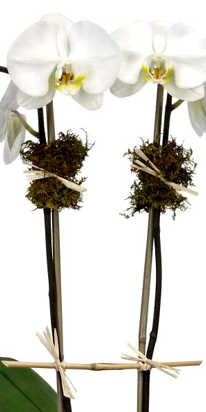 White Orchid Plant - Triple