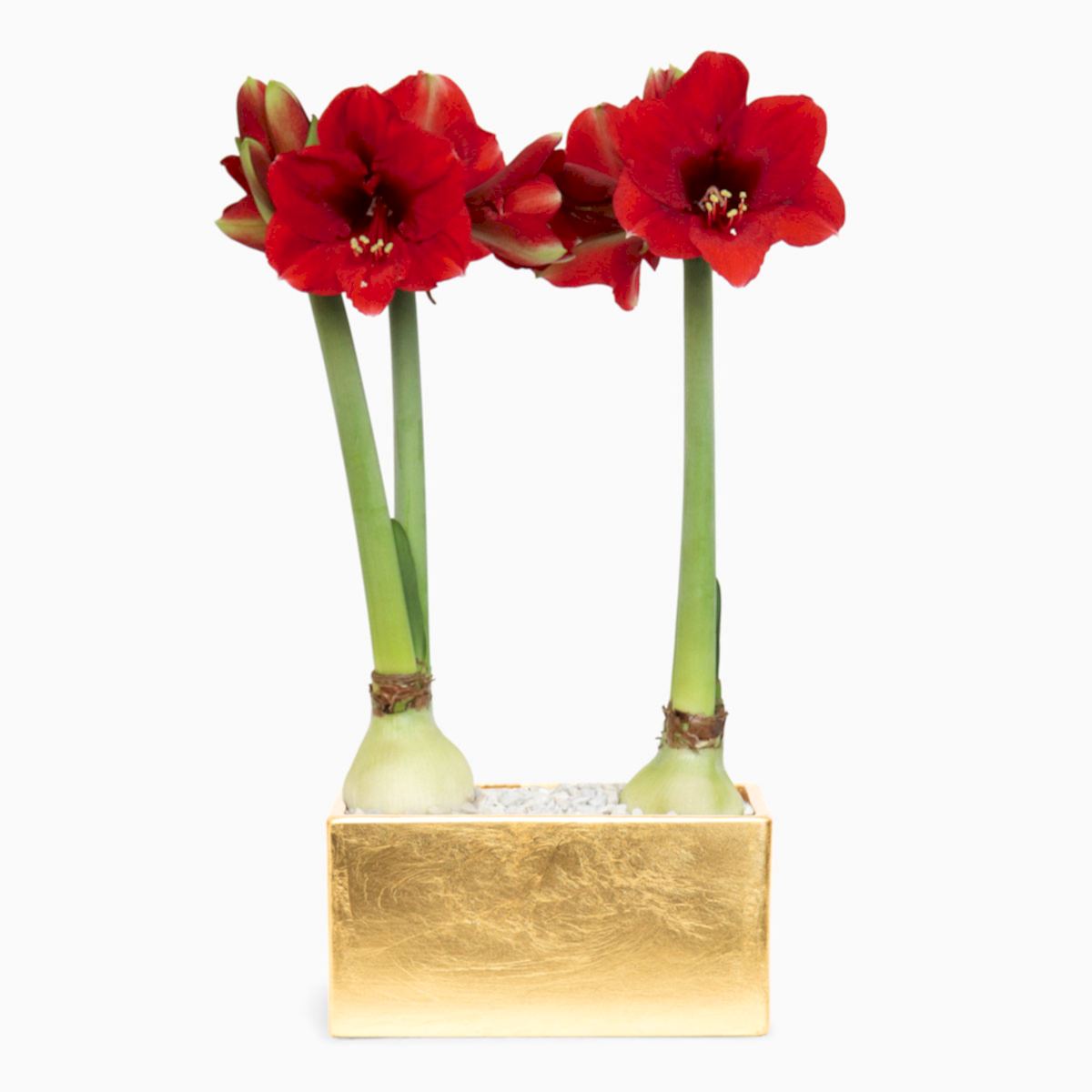 Double Royal Velvet Amaryllis - buymebess.com