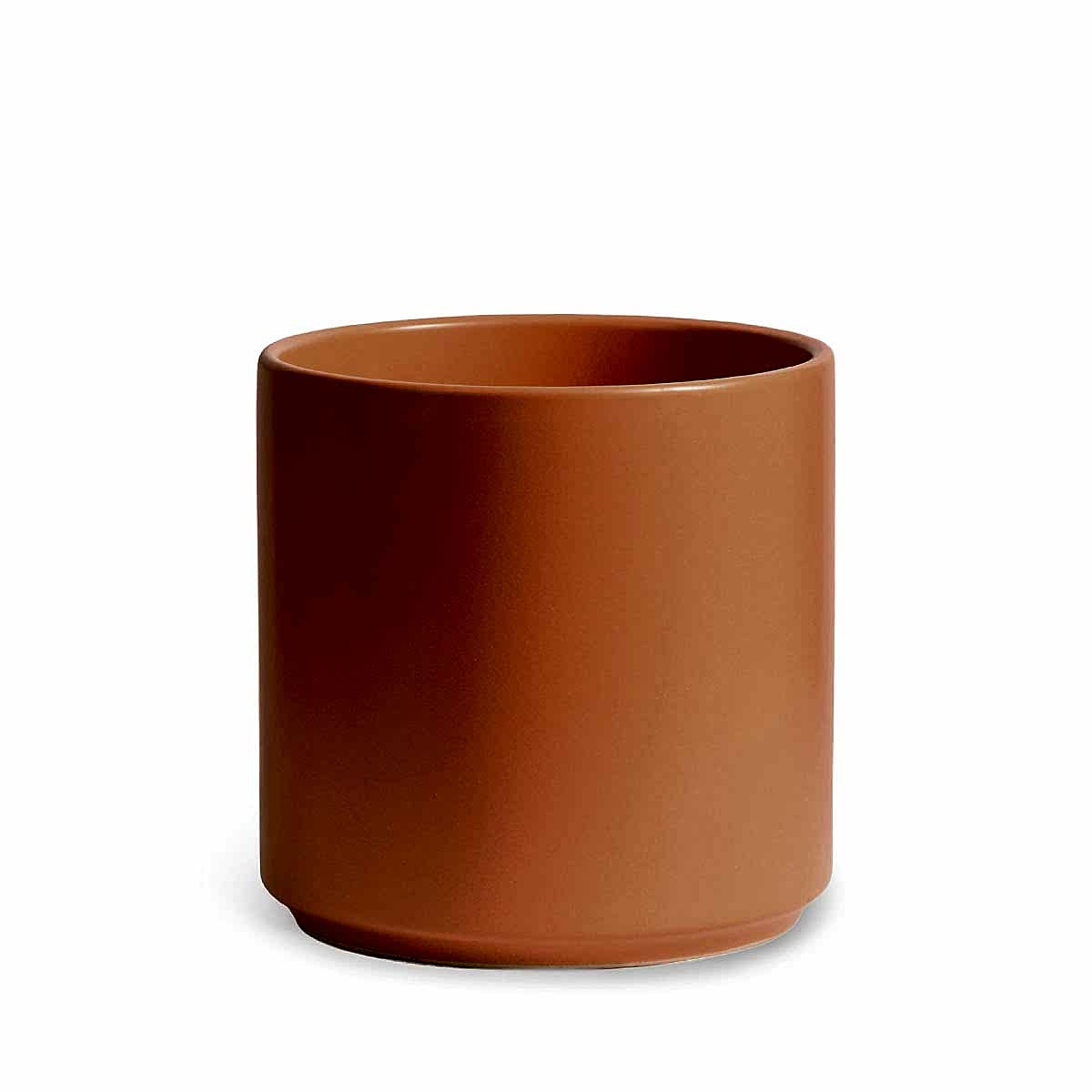 Bird of Paradise - Grande - buymebess.com