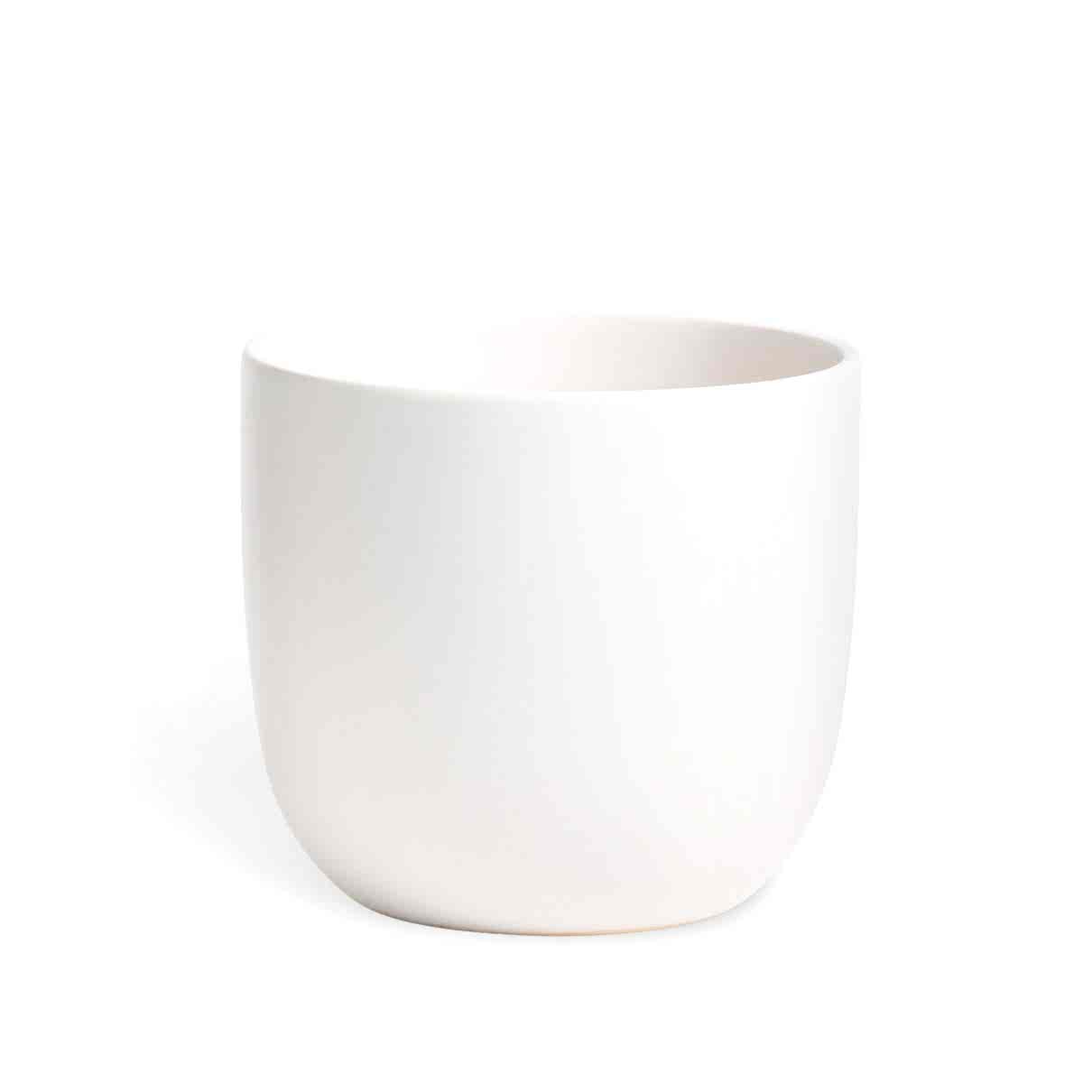 Bird of Paradise - Grande - buymebess.com