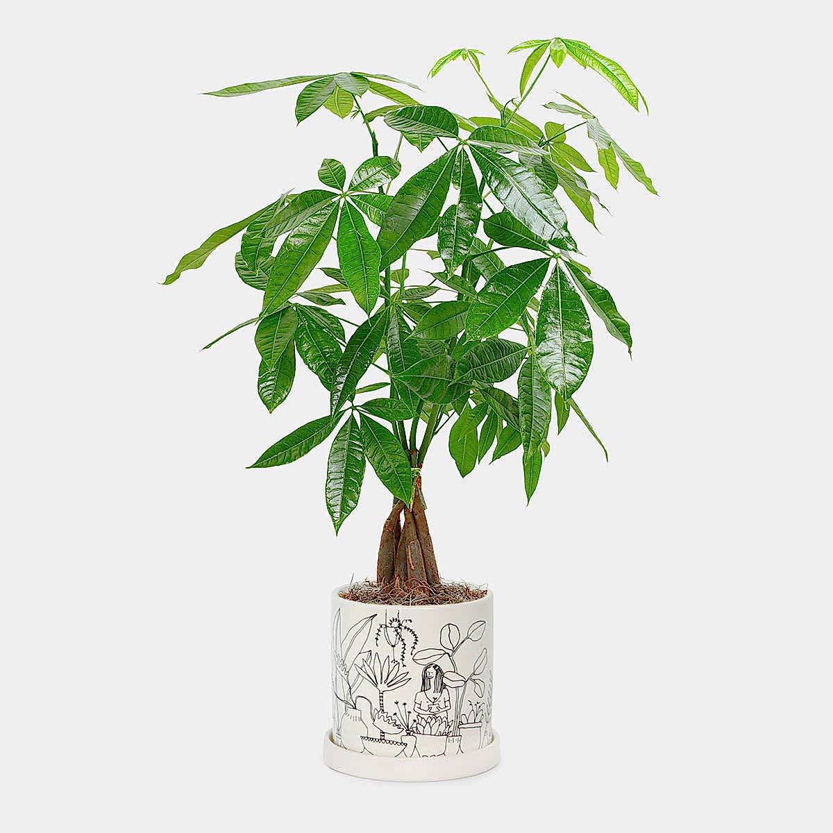 Money Tree - Medio