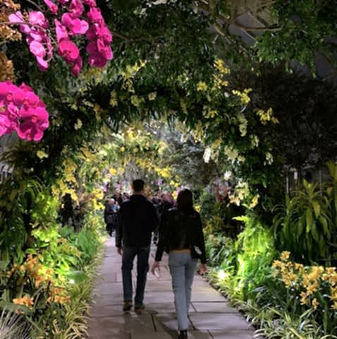Orchid Evenings at NYBG